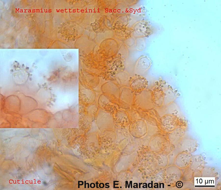 Marasmius wettsteinii