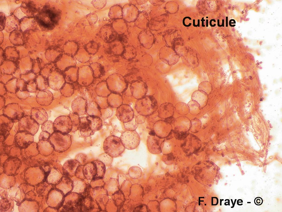 Melanophyllum haematospermum