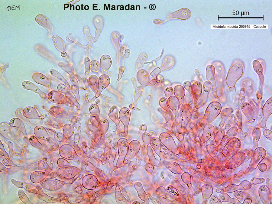 Mucidula mucida (Oudemansiella mucida)