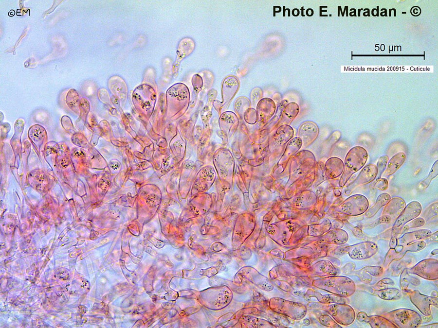 Mucidula mucida (Oudemansiella mucida)