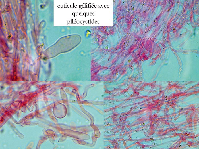 Mycena amicta