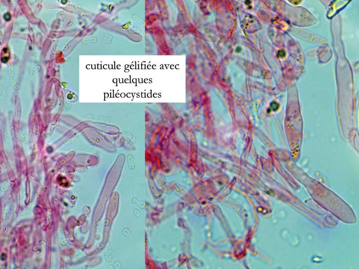 Mycena amicta