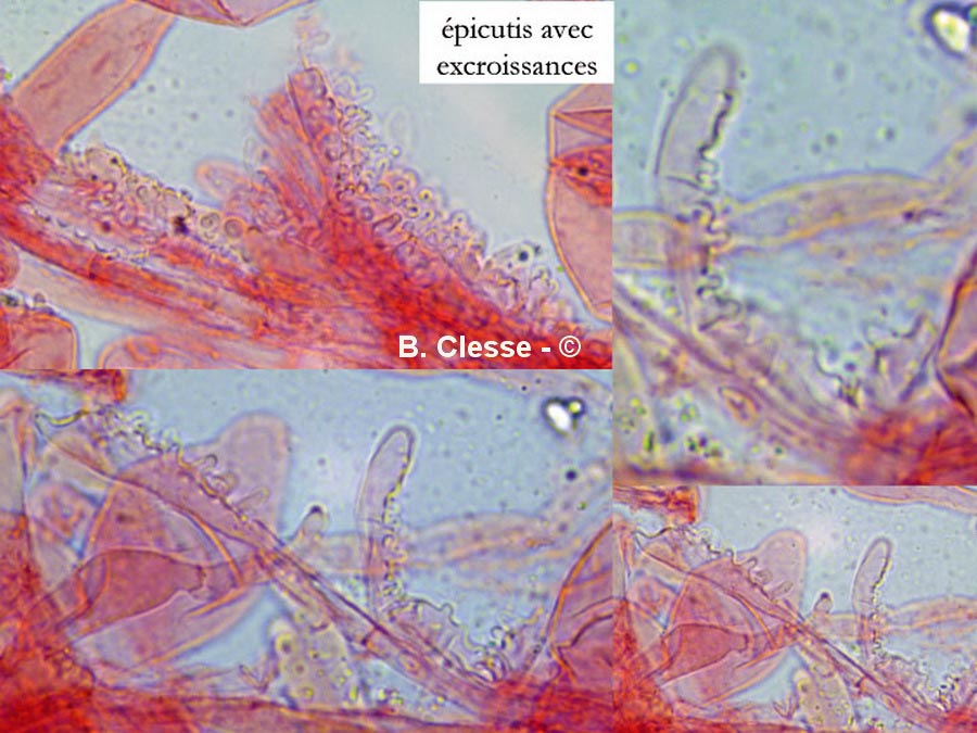 Mycena citrinomarginata