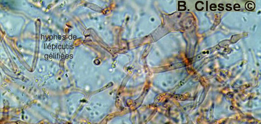 Mycena clavularis