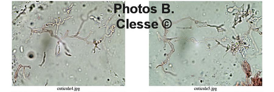 Mycena clavularis