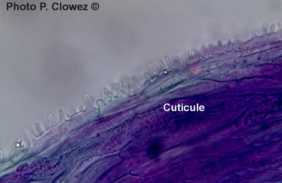 Mycena hiemalis