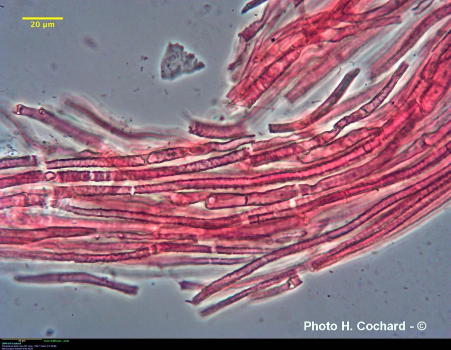 Mycena niveipes