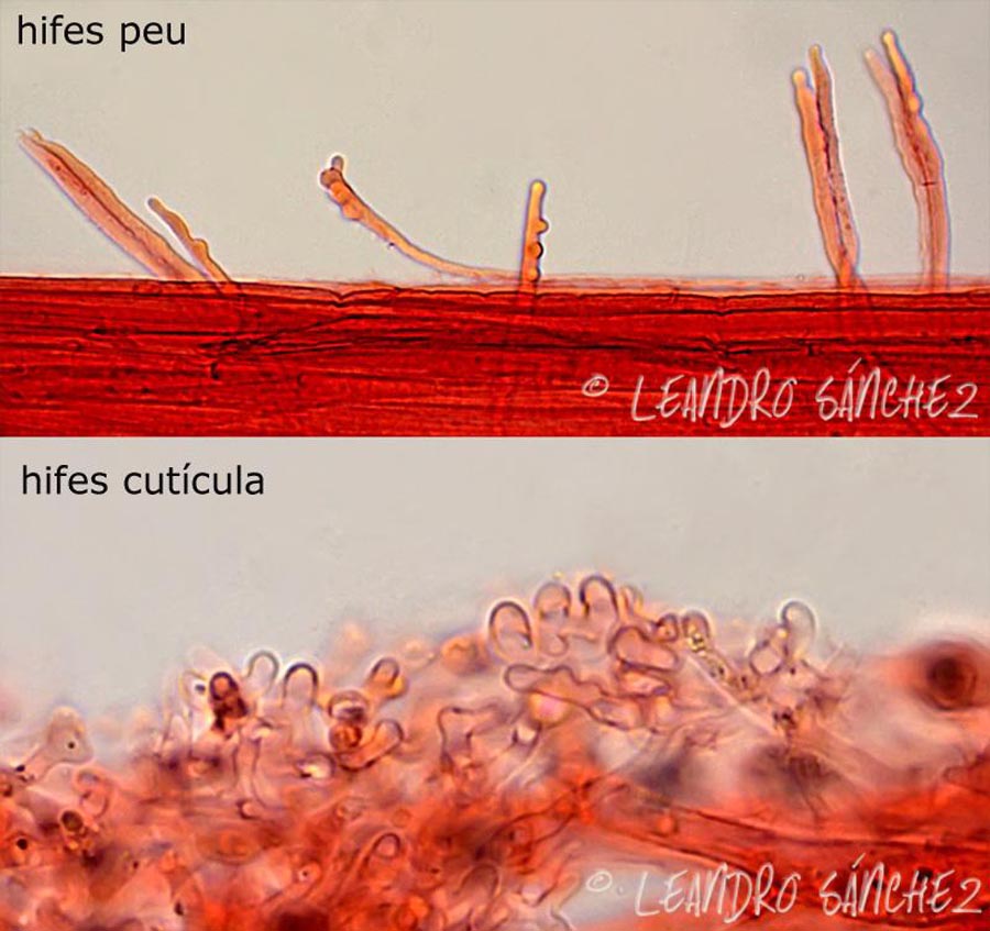 Mycena viridimarginata