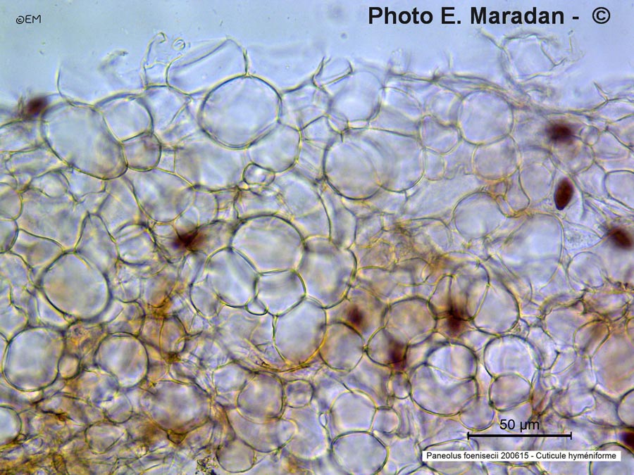 Panaeolus foenisecii (Panaeolina foenisecii)