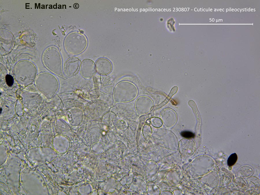 Panaeolus papilionaceus (Panaeolus sphinctrinus)