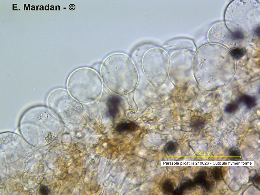 Parasola plicatilis (Coprinus plicatilis)