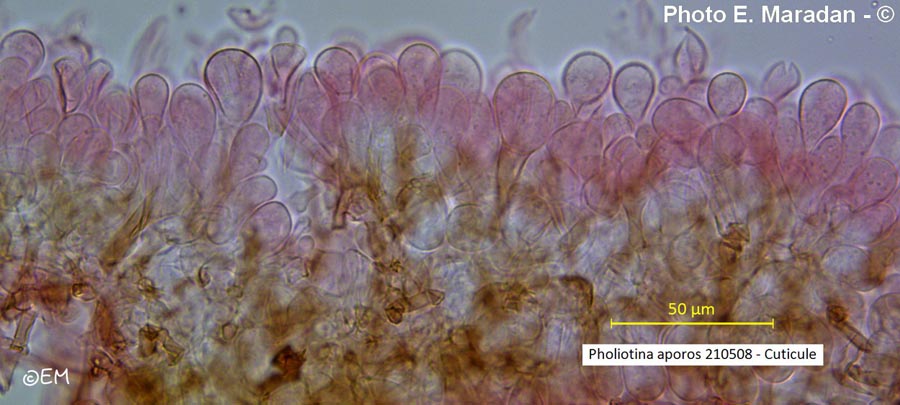 Pholiotina aporos (Conocybe aporos)