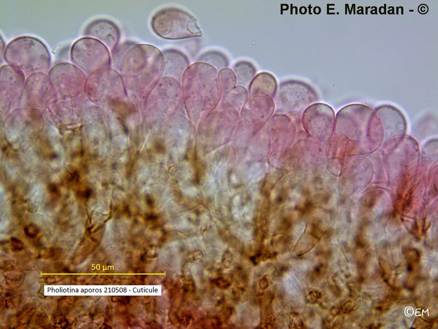 Pholiotina aporos (Conocybe aporos)