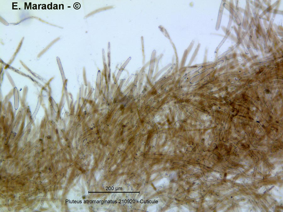 Pluteus atromarginatus