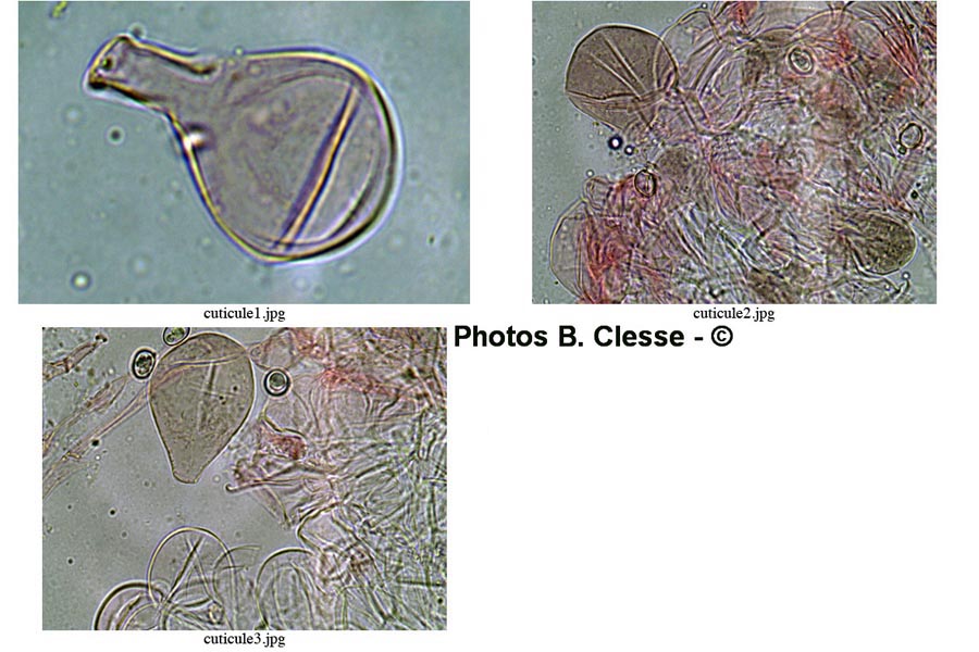 Pluteus cinereofuscus