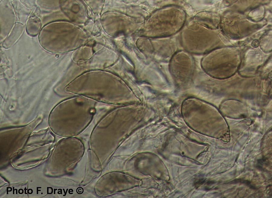 Pluteus minutissimus