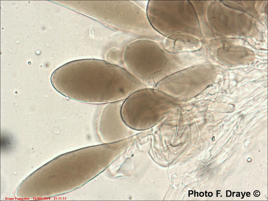 Pluteus minutissimus