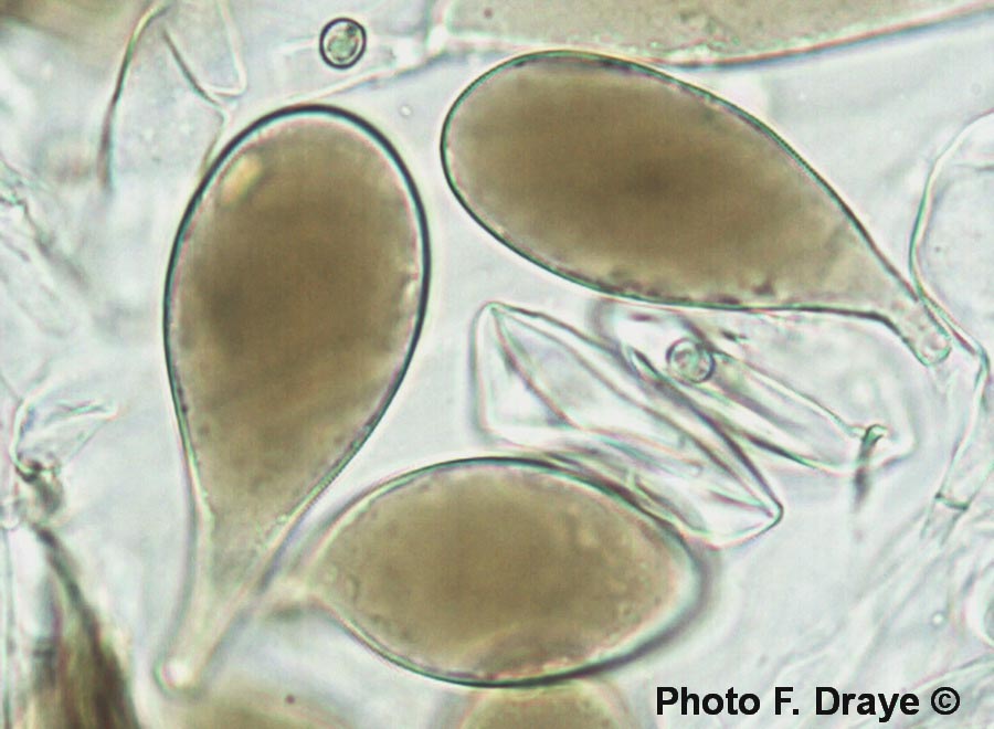 Pluteus minutissimus