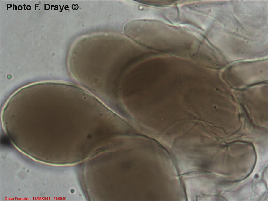 Pluteus minutissimus