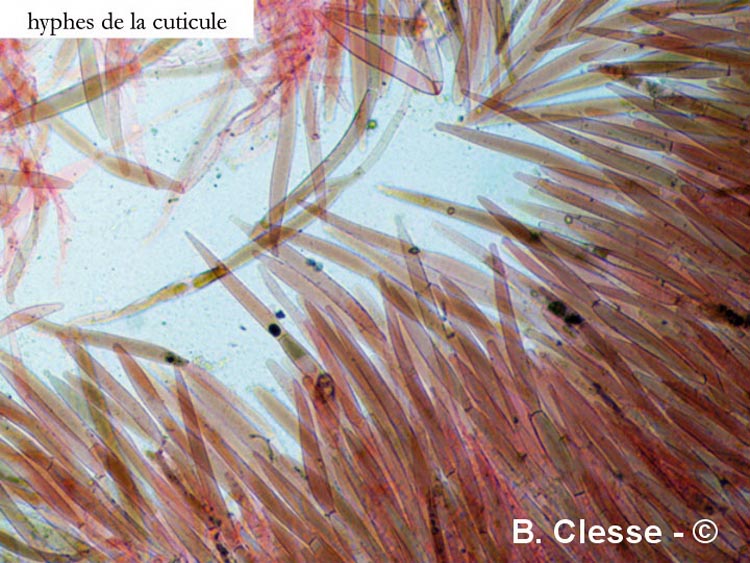 Pluteus pellitus