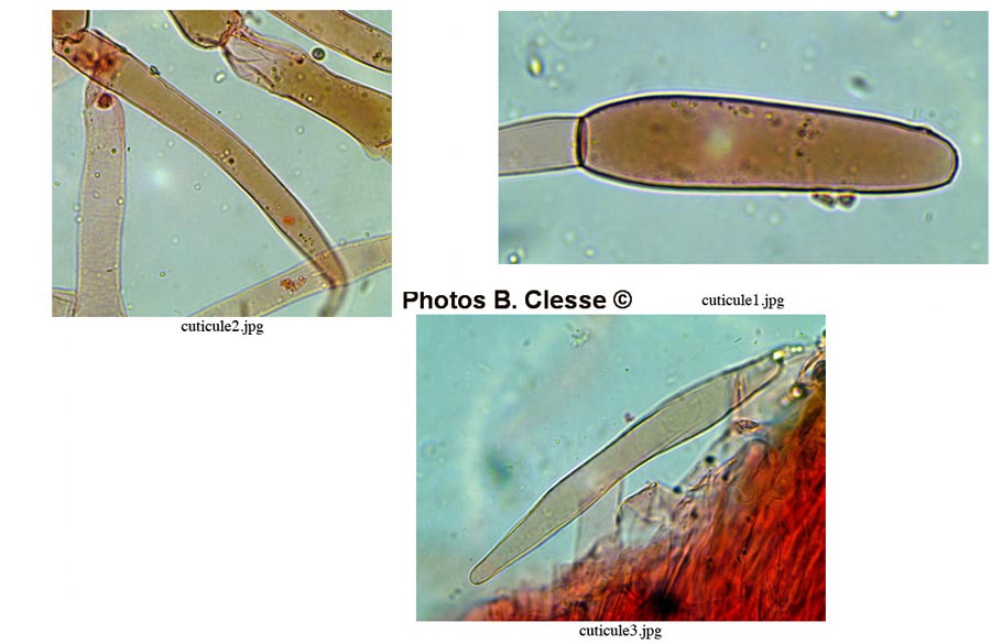 Pluteus pellitus