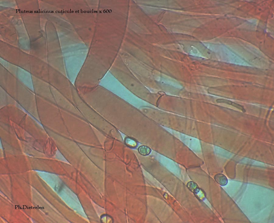 Pluteus salicinus