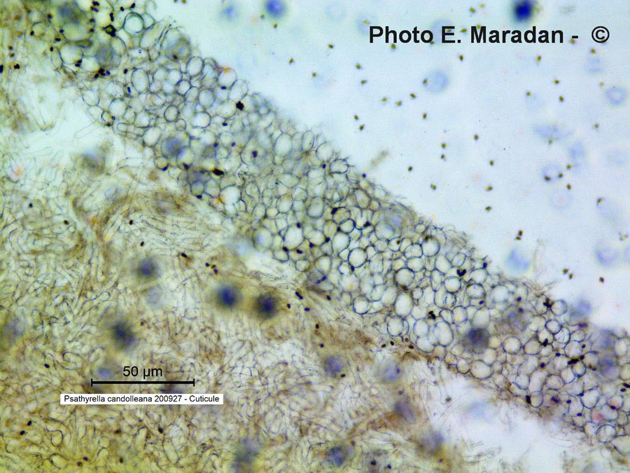 Psathyrella candolleana