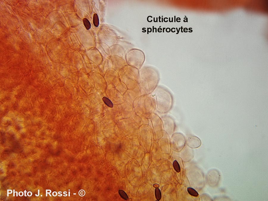 Psathyrella candolleana