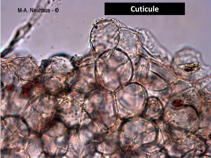 Psathyrella lutensis