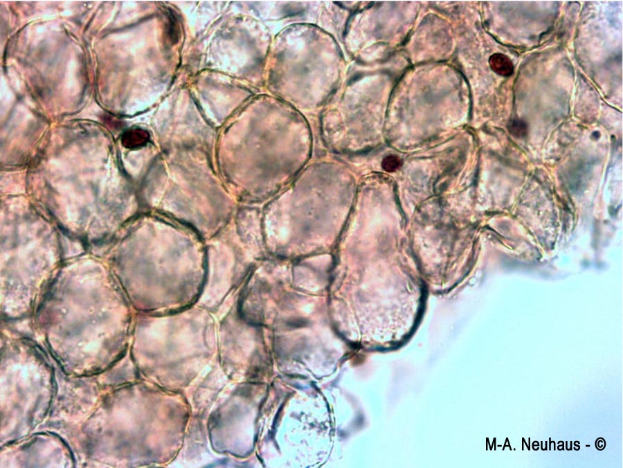 Psathyrella lutensis