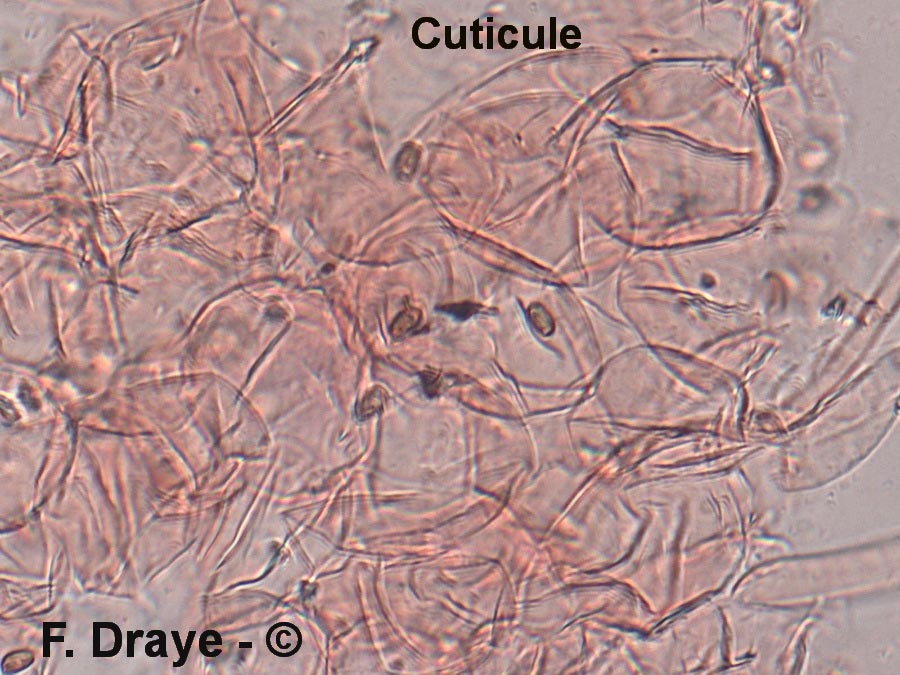 Psathyrella pygmaea