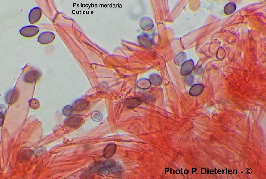 Psilocybe merdaria (Deconica merdaria)