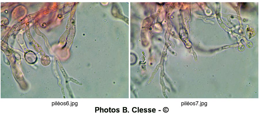 Resinomycena saccharifera (= Marasmiellus ornatissimus)