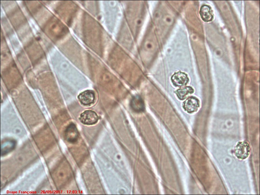 Ripartites tricholoma