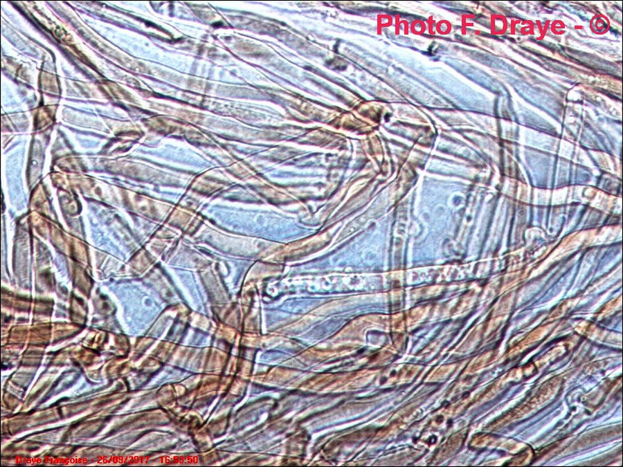 Ripartites tricholoma