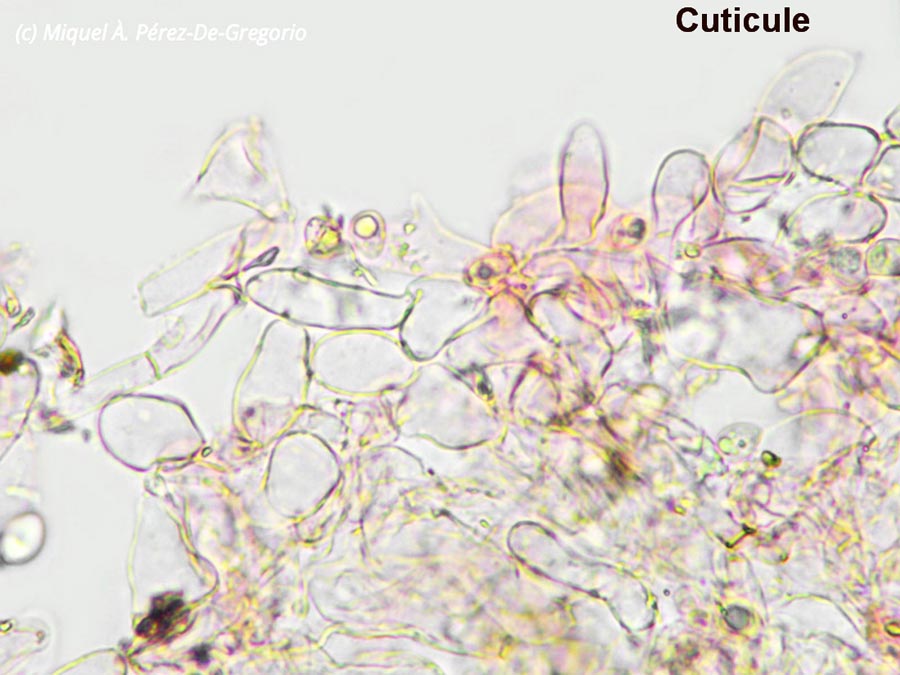 Tubaria cistophila