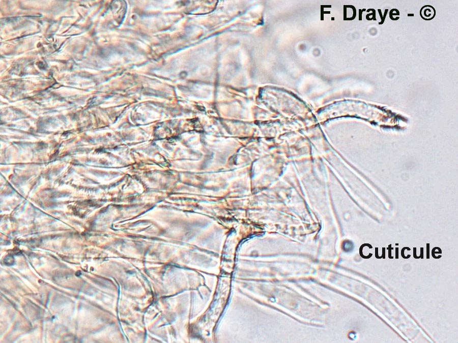 Tubaria hiemalis var. major