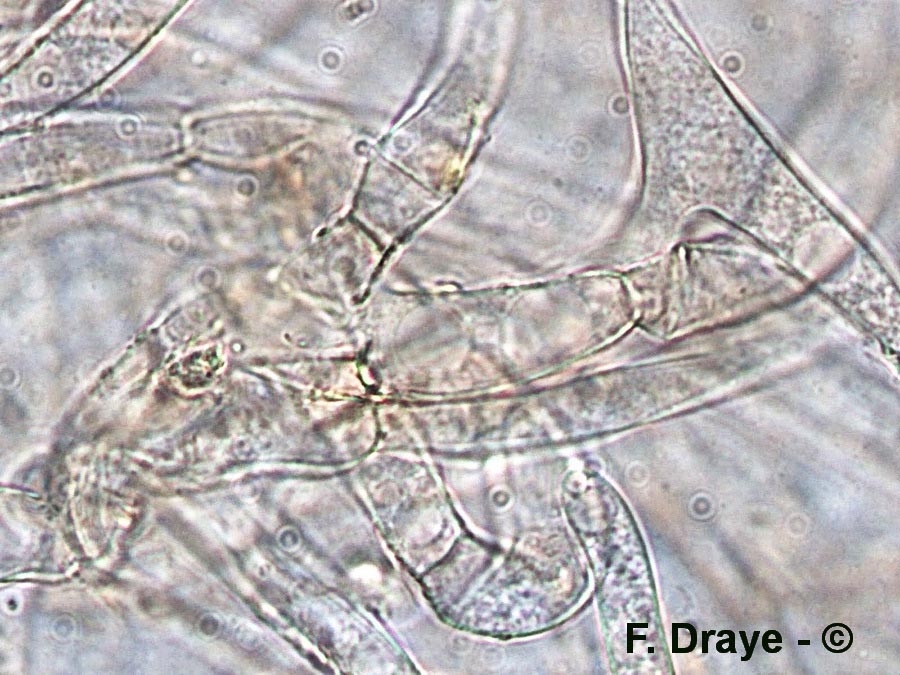 Tubaria hiemalis var. major