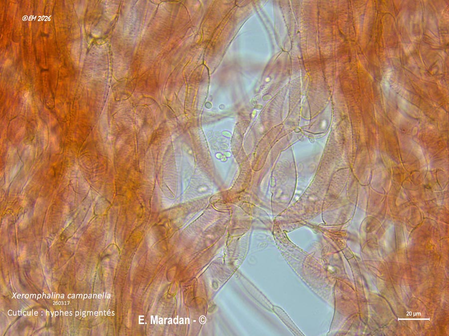 Xeromphalina campanella