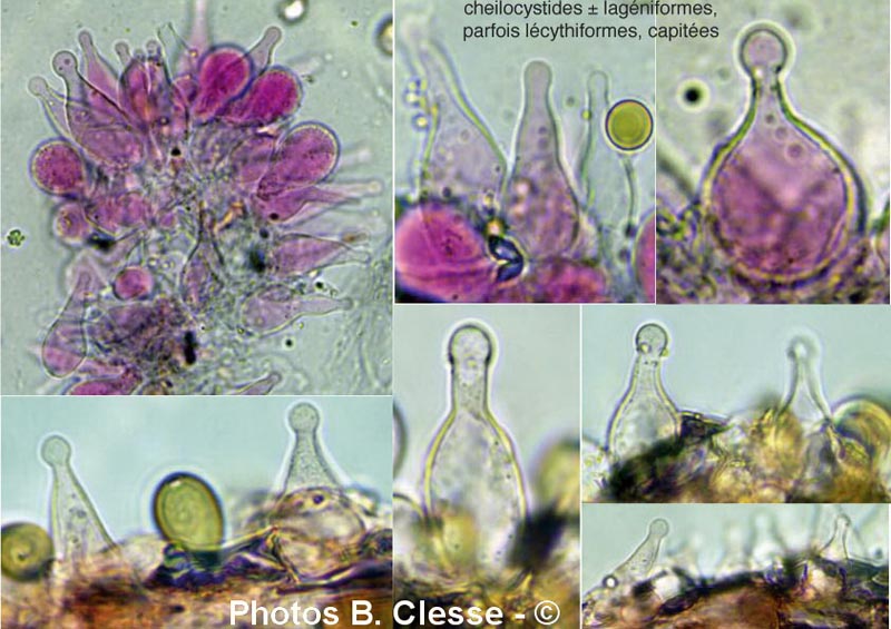 Agrocybe ochracea