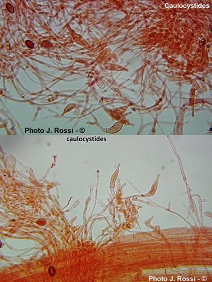 Agrocybe pediades