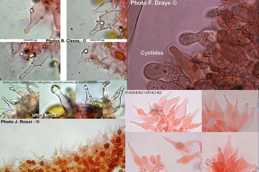 Agrocybe pediades