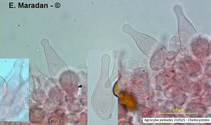 Agrocybe pediades