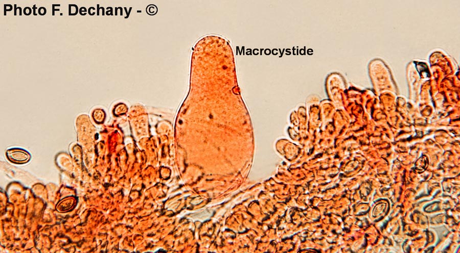 Agrocybe praecox var. cutifracta