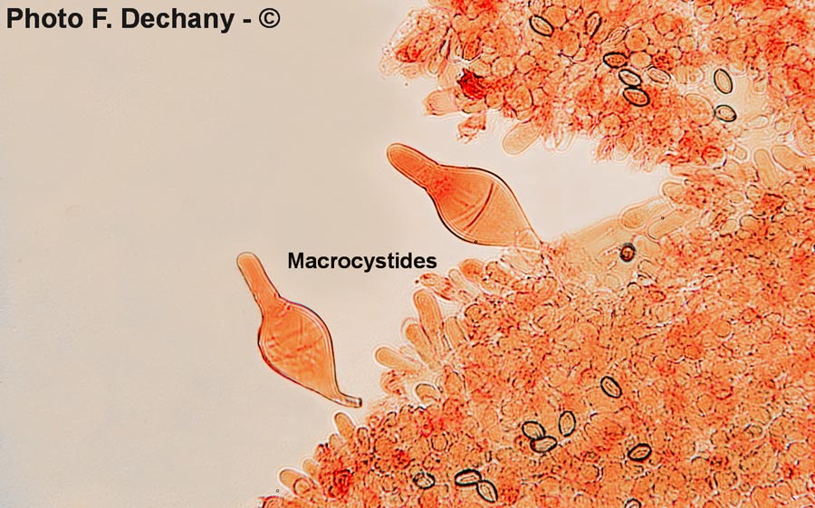 Agrocybe praecox var. cutifracta