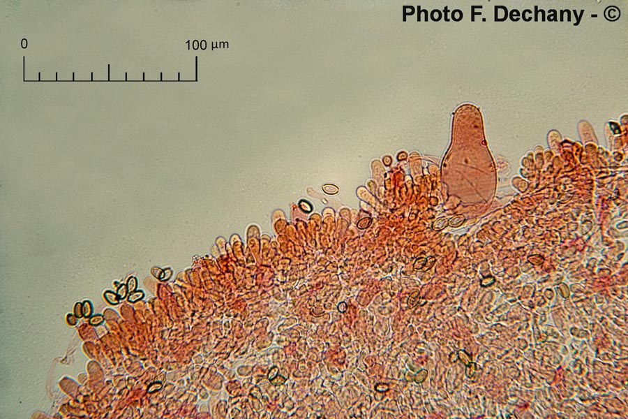 Agrocybe praecox var. cutifracta