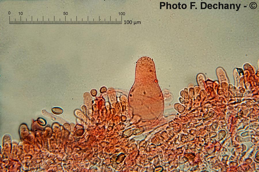 Agrocybe praecox var. cutifracta