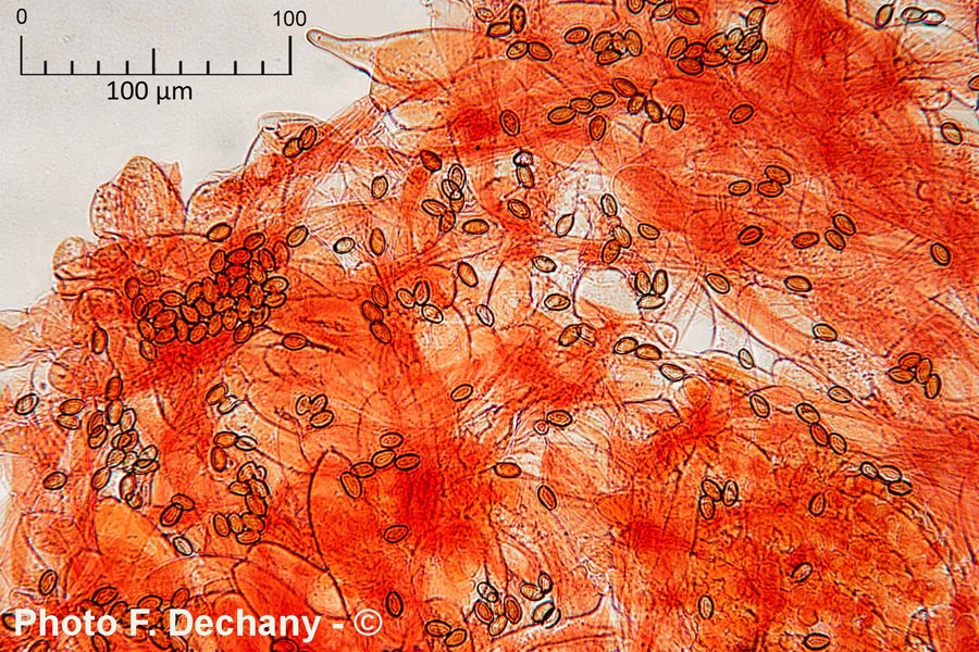 Agrocybe praecox var. cutifracta