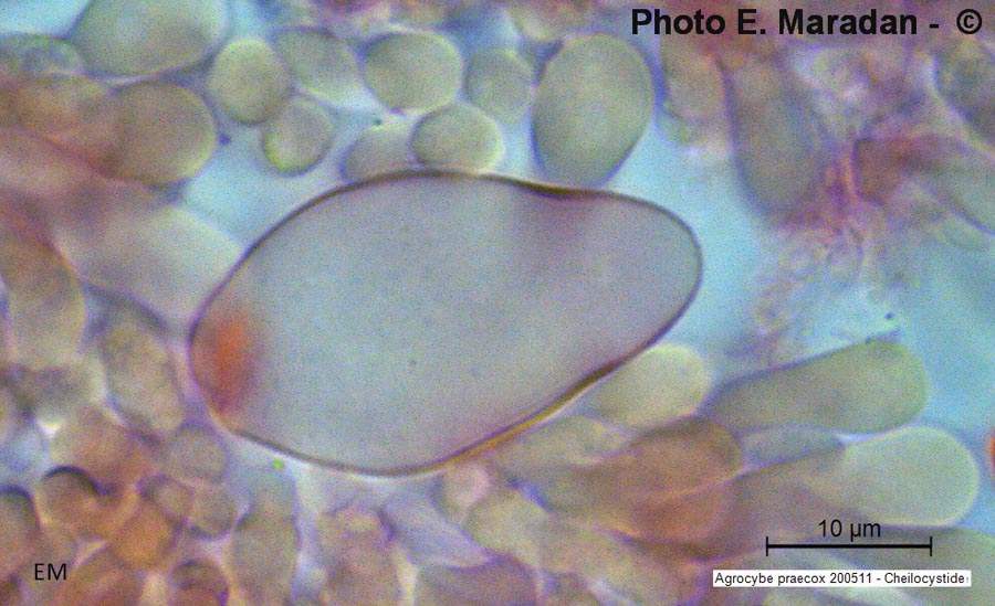 Agrocybe praecox