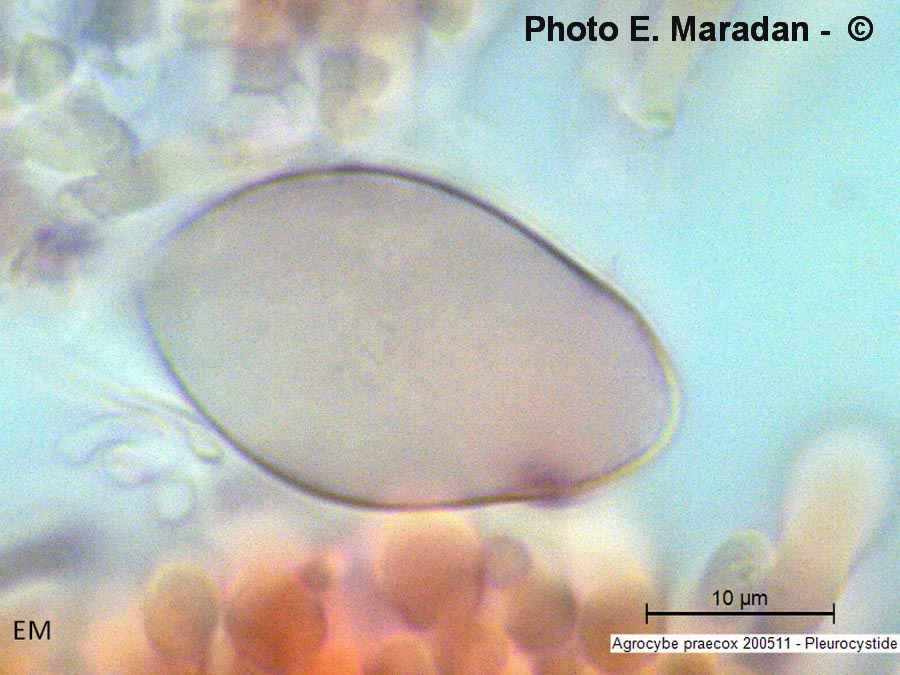 Agrocybe praecox